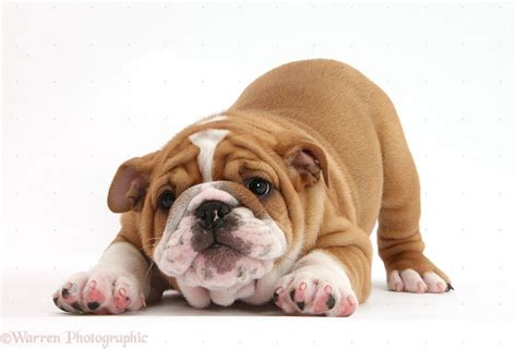 Cute Bulldog Wallpapers - Top Free Cute Bulldog Backgrounds - WallpaperAccess