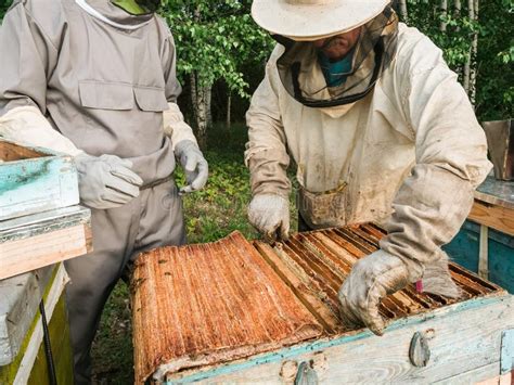 Portrait Of Two Male Beekeeper Working In An Apiary Near Beehives With