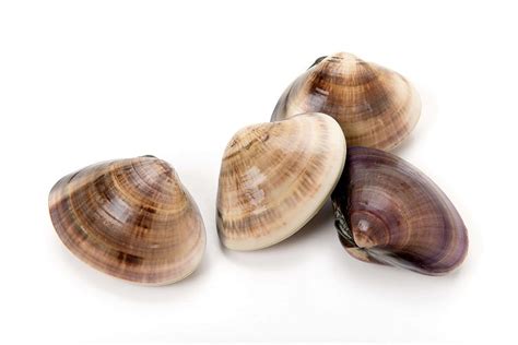 Clams | Inter-Canada Fisheries