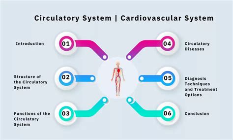 Circulatory System | Cardiovascular System - IntakeLearn