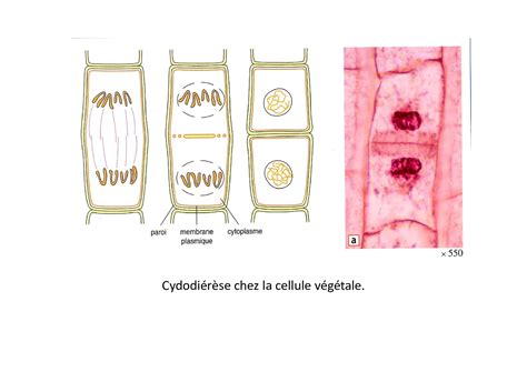 Chapitre Reproduction Conforme De La Cellule Et R Plication D Adn