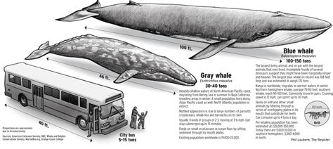 Amazing & Interesting Facts of Blue whale