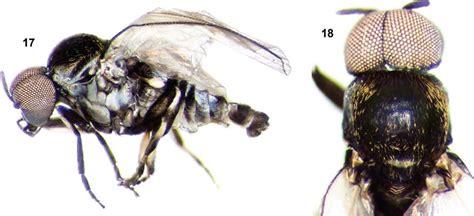 18 Simulium Marins N Sp Diptera Simuliidae Male 17 Lateral