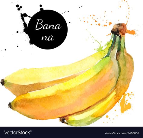 Hand Drawn Watercolor Painting Fruit Banana On Vector Image