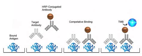 Human Anti Hepatitis B Virus Core Antibody Qual Elisa Kit Lsbio