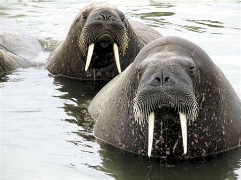 Arctic walrus spend their vacations in Nunavut. Morse, Toulouse, Ocean ...