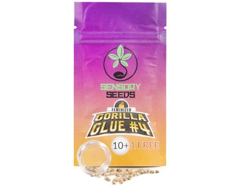 Gorilla Glue#4: weed seeds with high THC | SensorySeeds