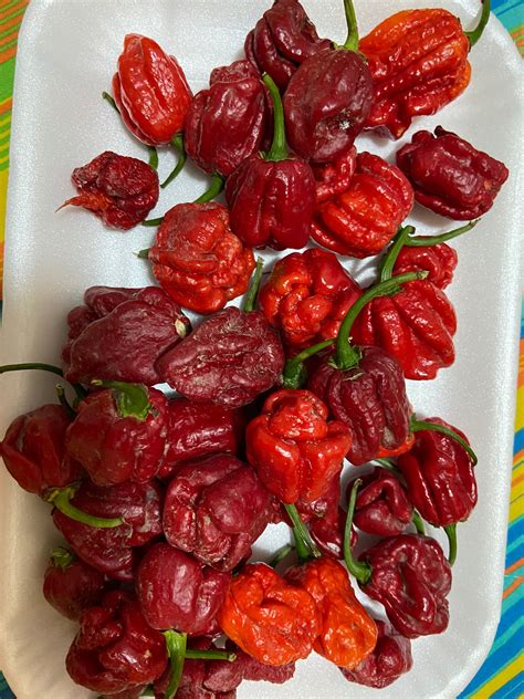 Peperoncini Scorpion Red Carolina Reaper Italianprice