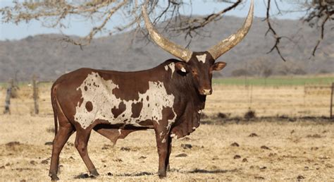 So, what exactly makes Ankole so special? - Food For Mzansi