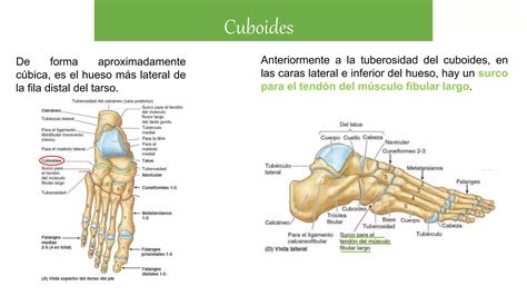 Huesos Del Pie Anatomia Pptx