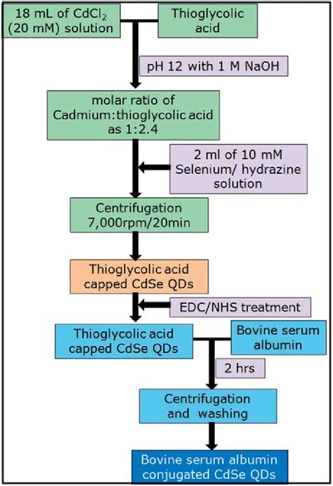 Schematic diagram of the synthesis and conjugation of thioglycolic acid ...