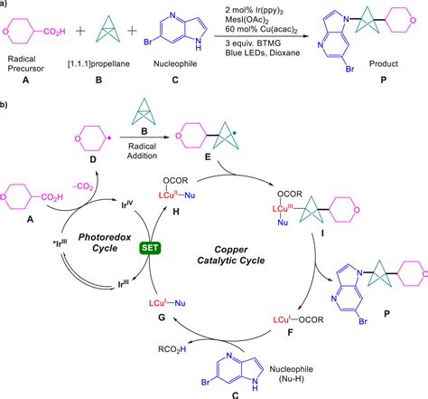 Theoretical Underpinning Of Synergetic Ircu Metallaphotoredox