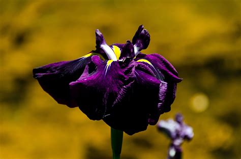 purple iris - Birds and Blooms