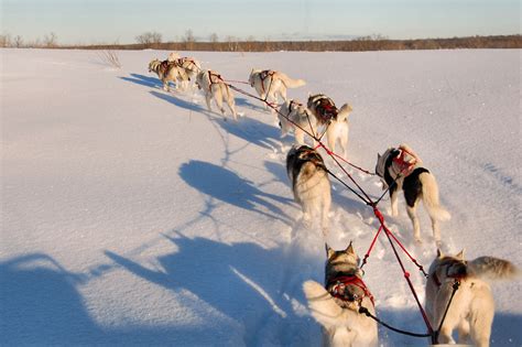 Winter Dog Sled Adventures :: B&B in Bayfield, WI