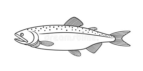 Humpback Salmon Outline Isolated Humpback Salmon On White Background