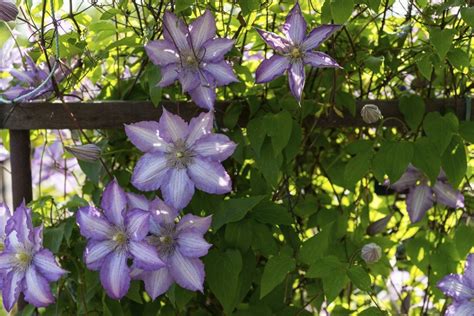 Planting Flowering Vines – BrighterBlooms.com