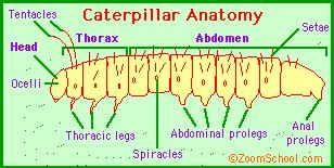 Caterpillar Anatomy