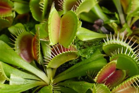 Dionaea Muscipula Revista De Flores Plantas Jardiner A Paisajismo