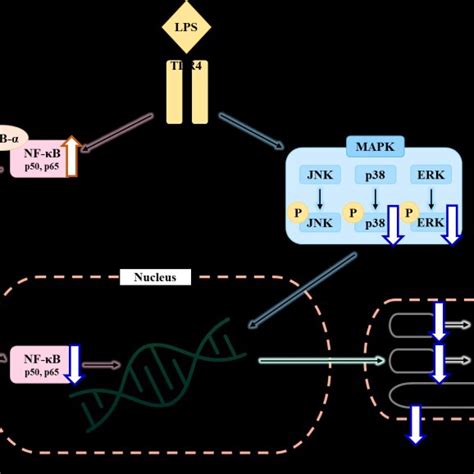 Schematic Diagram Of The Proposed Mechanism Regulating The Inhibitory