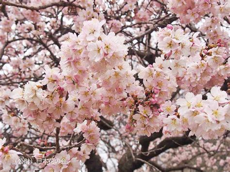 明正寺 桜図鑑｜公益財団法人日本花の会