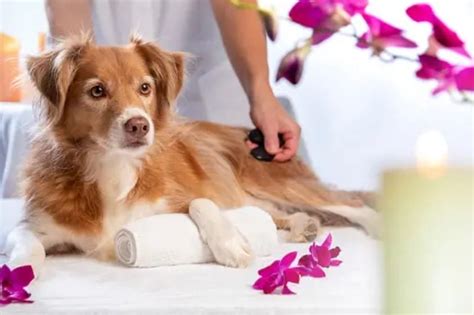 Reiki For Pets Healing Benefits And Techniques Shifted Magazine