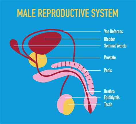 Illustration Of Male Human Reproductive System Vector 23515359 Vector