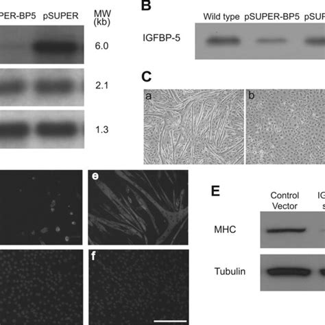 Knockdown Of Igfbp Impairs Myogenic Differentiation A C C Cells