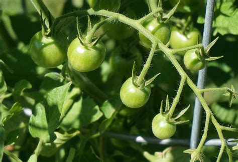 Gambar Alam Menanam Merambat Buah Bunga Musim Panas Makanan