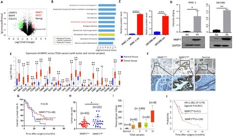 Mmp Expression Level Was Increased In Acidosis Adapted Pdac Cell A