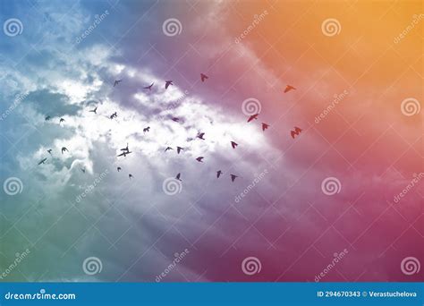 Sky with clouds and birds stock image. Image of cloudscape - 294670343