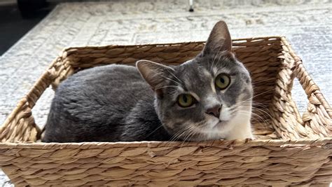 Fundraiser by Ana Chanduvi : Help Yokai Overcome Urinary Blockage