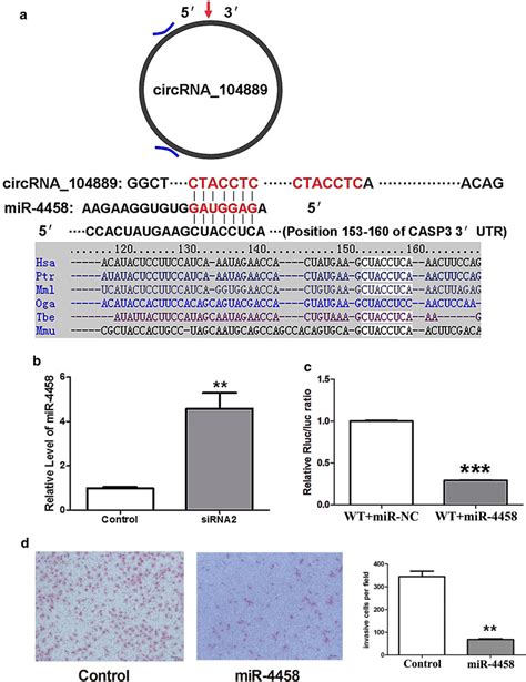 Interaction Between Circrna And Mir A Schematic