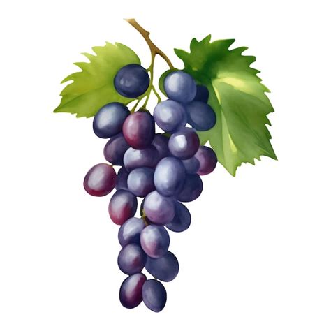 Uvas moradas con hojas aisladas ilustración de pintura dibujada a mano