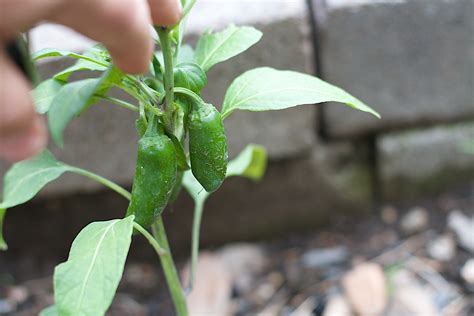 무료 이미지 잎 식품 녹색 생기게 하다 야채 식물학 플로라 꽃 피는 식물 칠레 고추 육상 식물 새의 눈