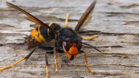 Vespa Velutina Importanti Indicazioni Per Riconoscerla E Segnalarla