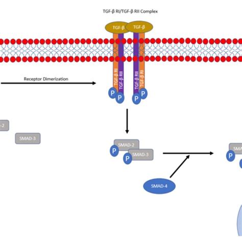 Overview Of Conventional Smad Mediated Tgf Signaling Activated Tgf