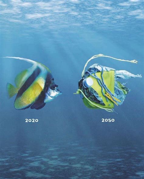 Plastic pollution affects sea life throughout the ocean – Artofit