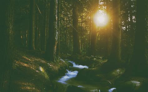 Sfondi Luce Del Sole Foresta Natura Riflessione Ramo Verde