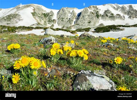 Alpine Meadow With Closeup Wild Flowers In Snowy Range Mountains