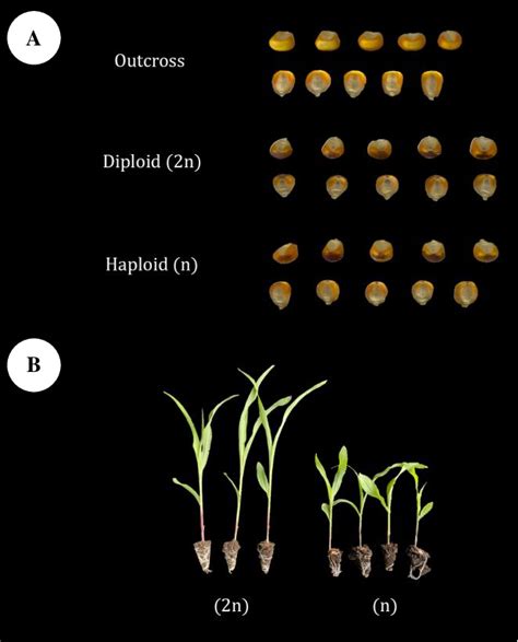 Figure From Stratified Haploid Identification System Through The R