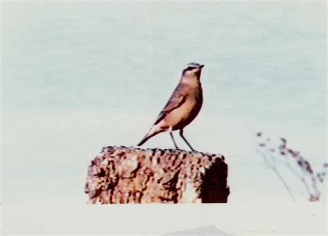 Northern Wheatear From Martin Edwards Reserve Lennox And Addington