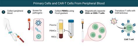 Primary Cells