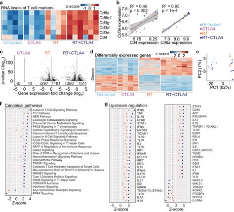 Increased Intratumoral T Cells Following Rt And Rt Ctla4i