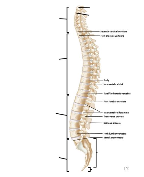 Exam 1 Vertebral Column Lateral View Diagram Quizlet