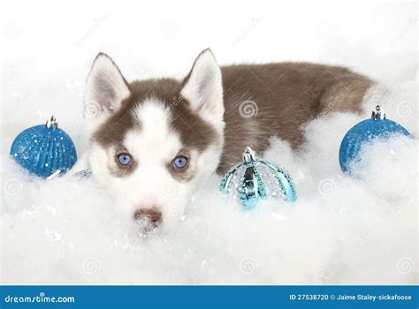 Christmas Huskies