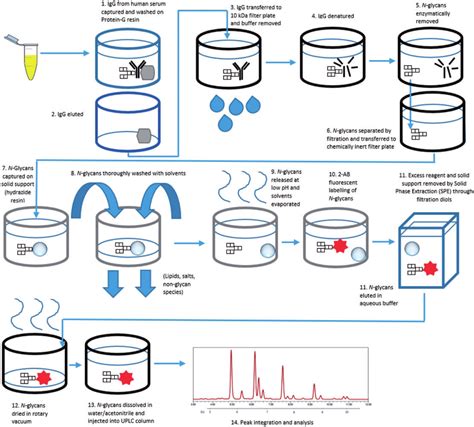 Processing Of Human Serum Igg For N Glycan Analysis Download