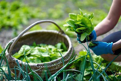 Orach: growing, care & uses - Plantura