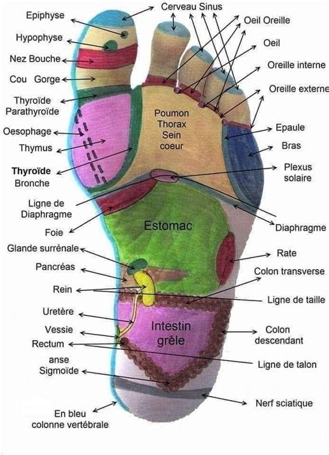 RÉFLEXOLOGIE PLANTAIRE Acupressure treatment Shiatsu massage