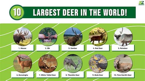 The 10 Largest Deer in the World in 2024! - A-Z Animals