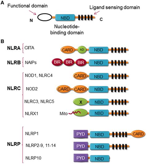 Frontiers Nlr Dependent Regulation Of Inflammation In Multiple Sclerosis